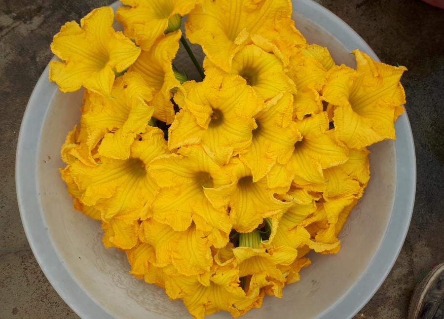 호박꽃50송이(무료배송)
